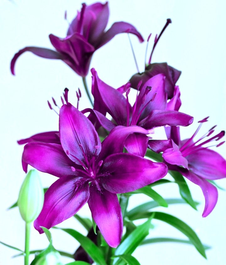 lillium
