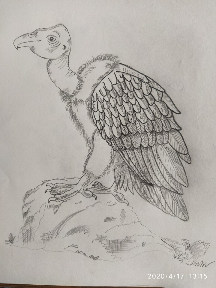 vulture