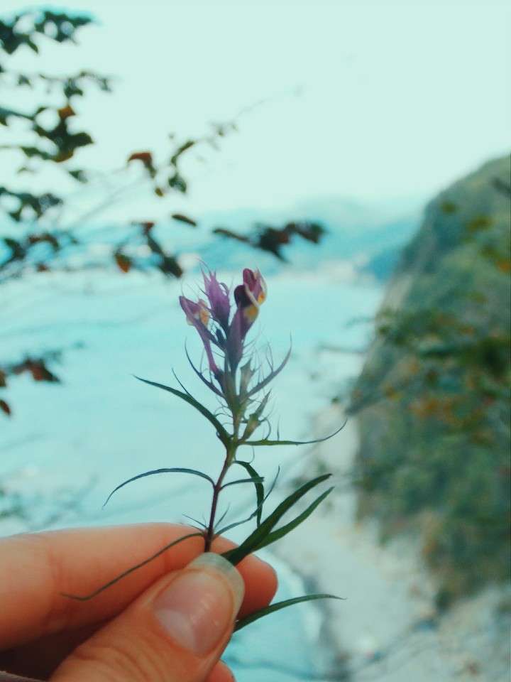 flower