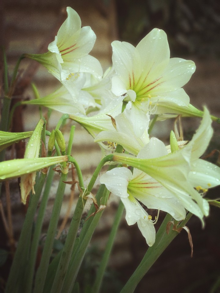 Flower Bunch
