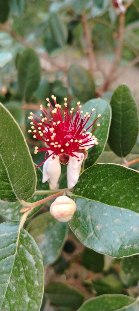 tapety feijoa, Pollen