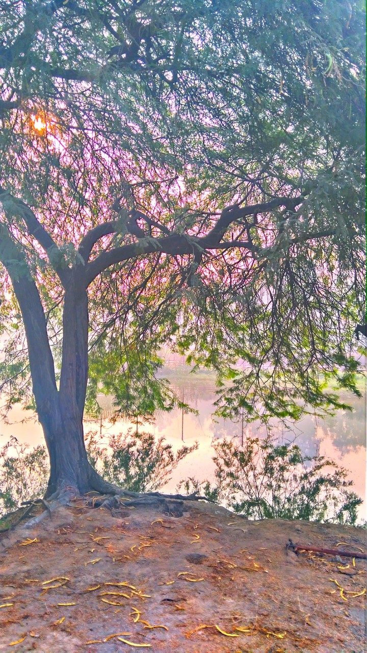 tree