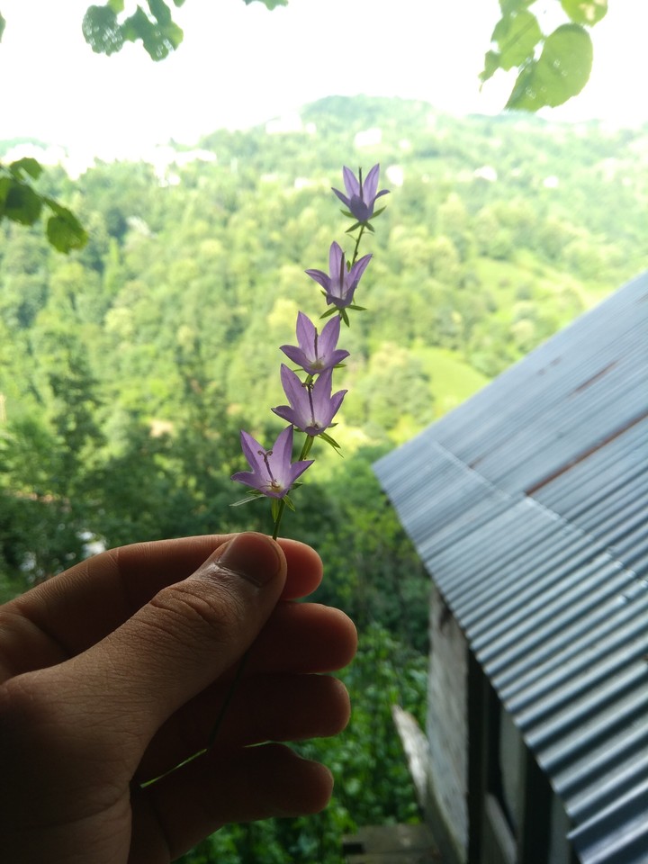 the nature