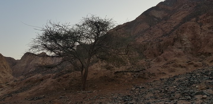 lonely tree