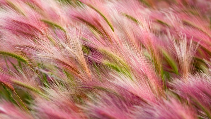 wall