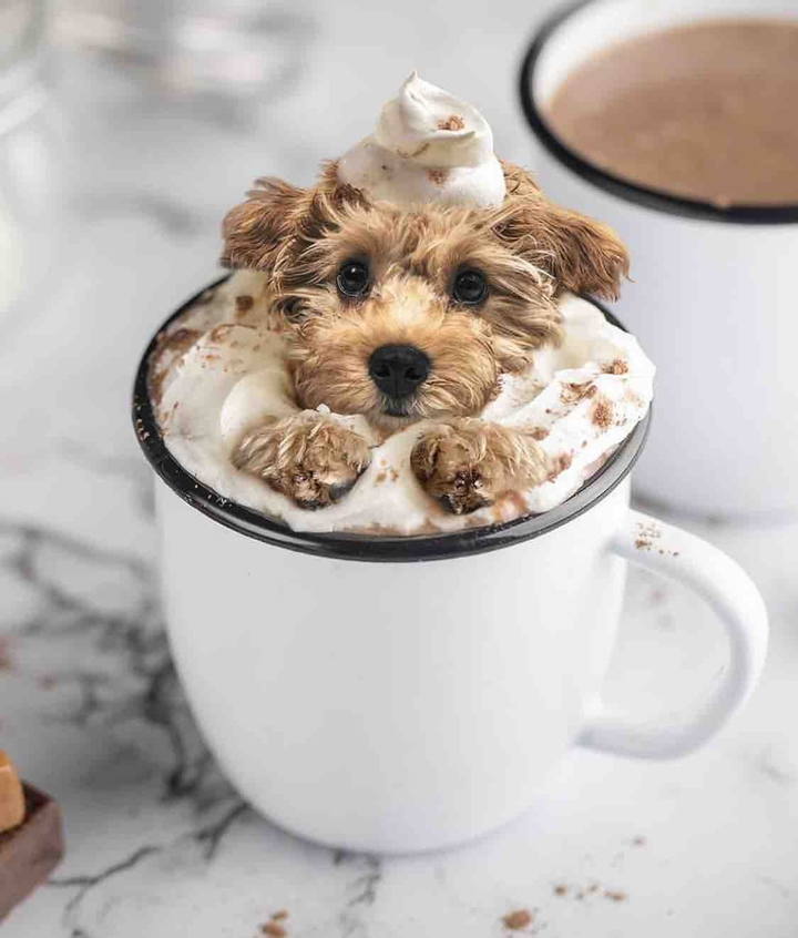 hot cocoa + pup = the dream