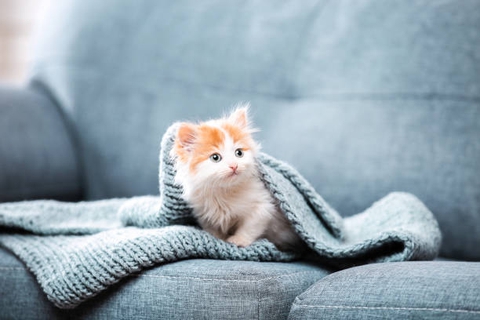 Kitten :)