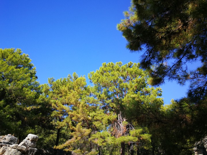 Phaselis