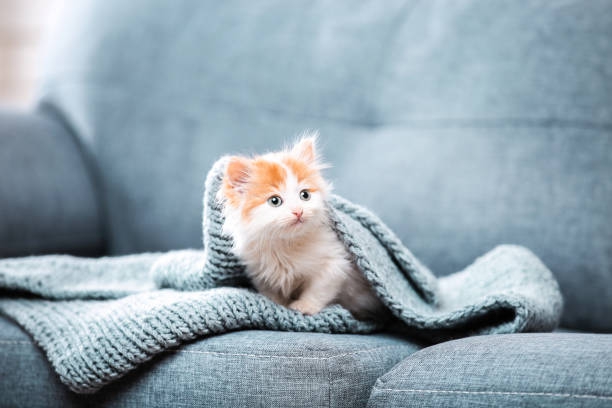 Kitten :)