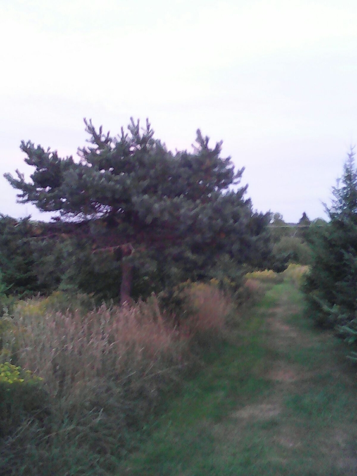 Odd Pine Tree