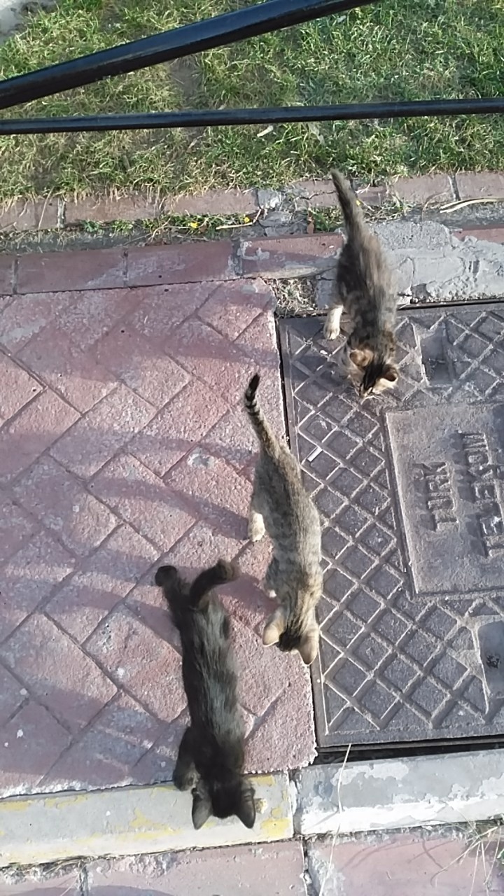 3 Musketeers 