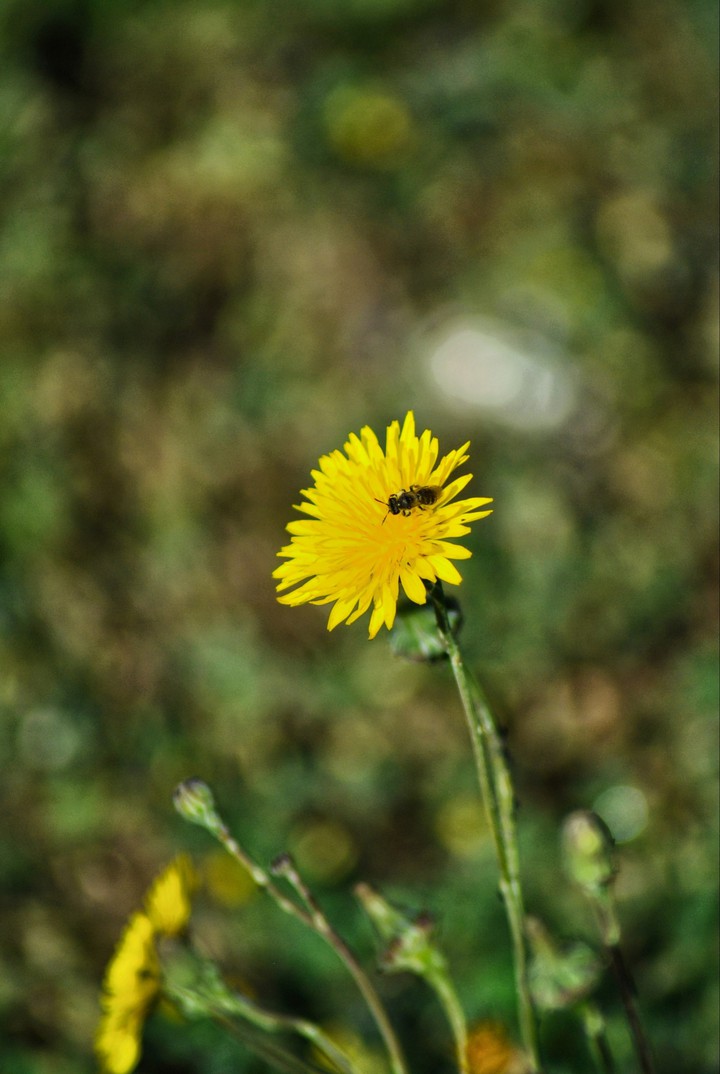 flower-my click-