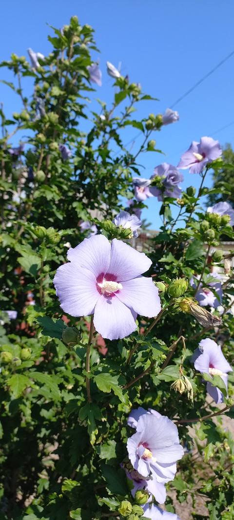 petal, geraniums wallpapers
