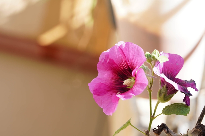 flower