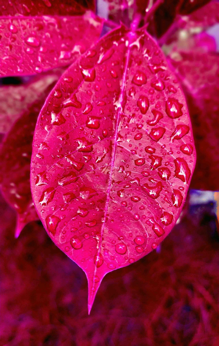 red all it is