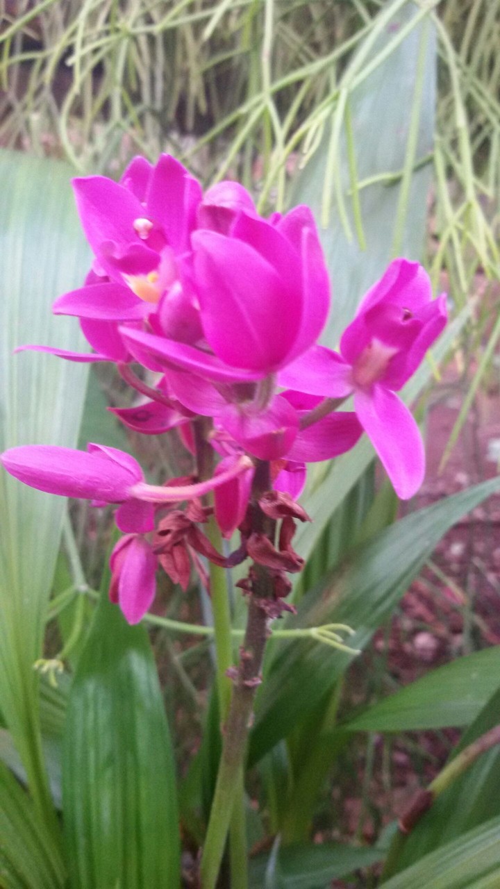 Wild purple orchid!!!