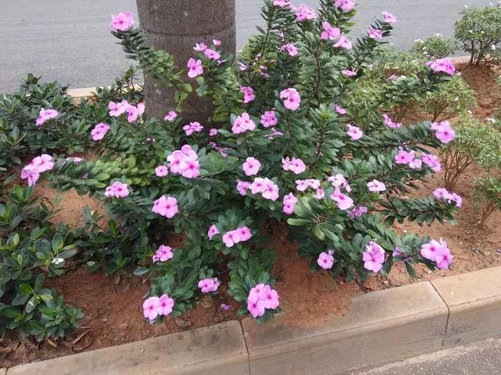 flowers