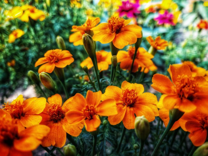 garden of flowers