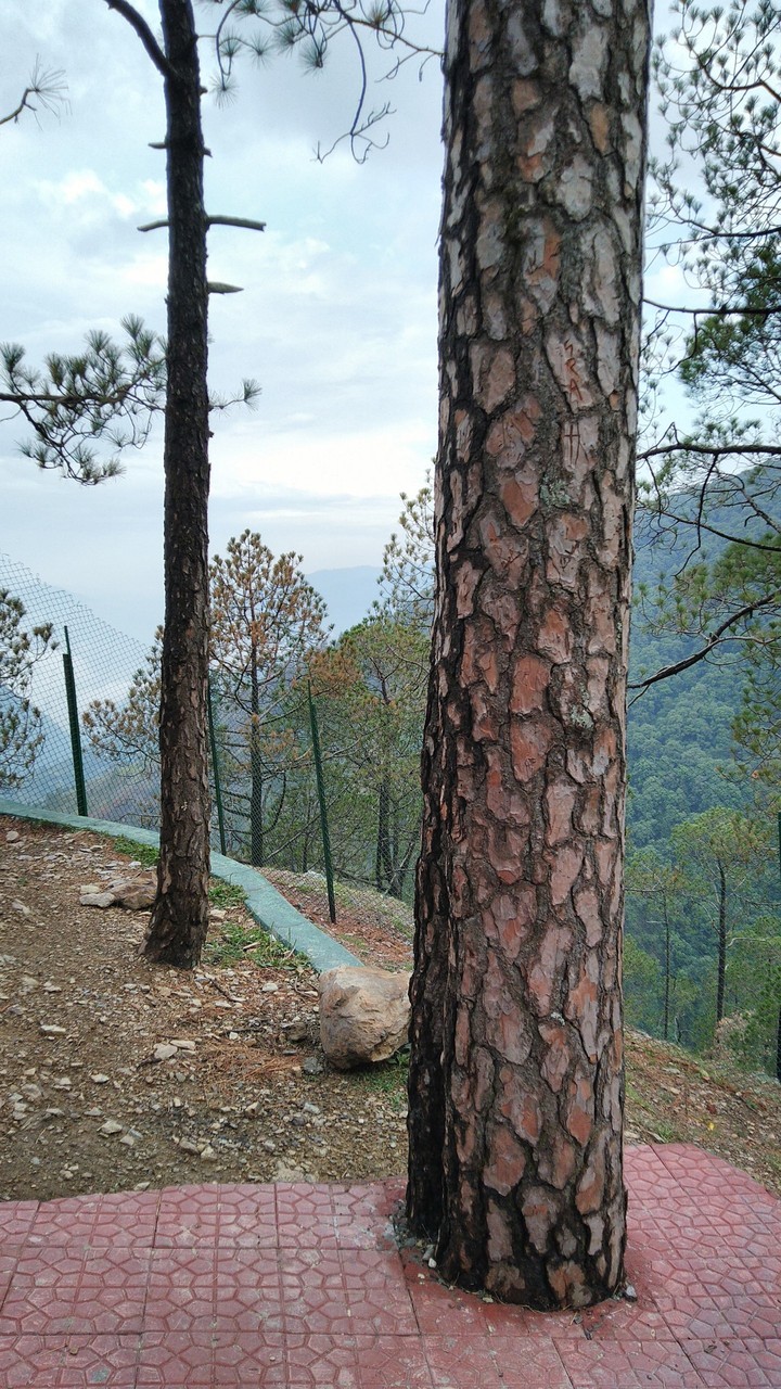 trees..