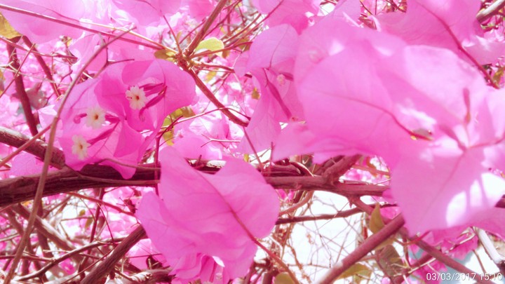 the pink vibes