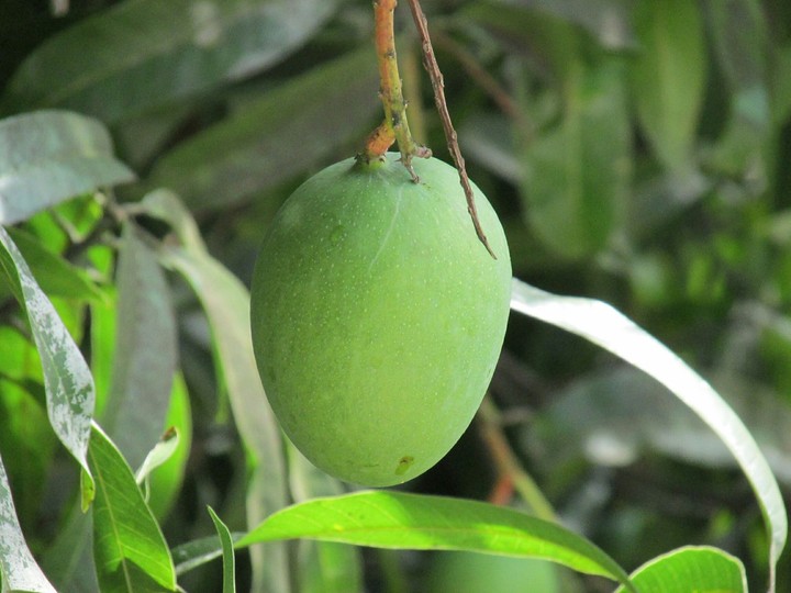the greeny mango
