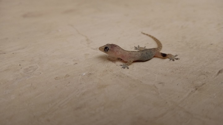 lizard