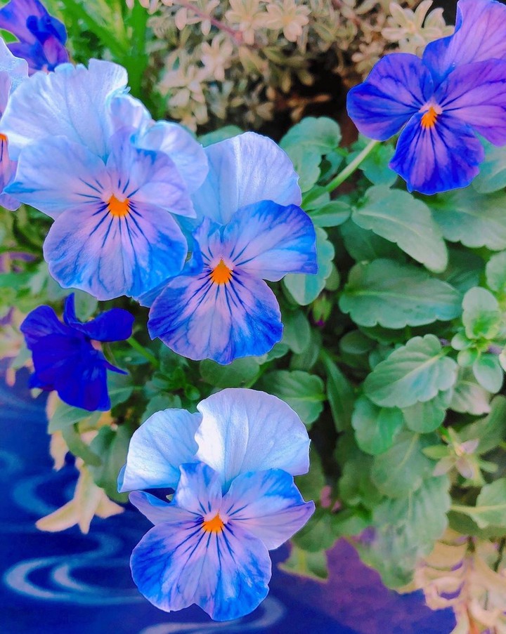 flowers