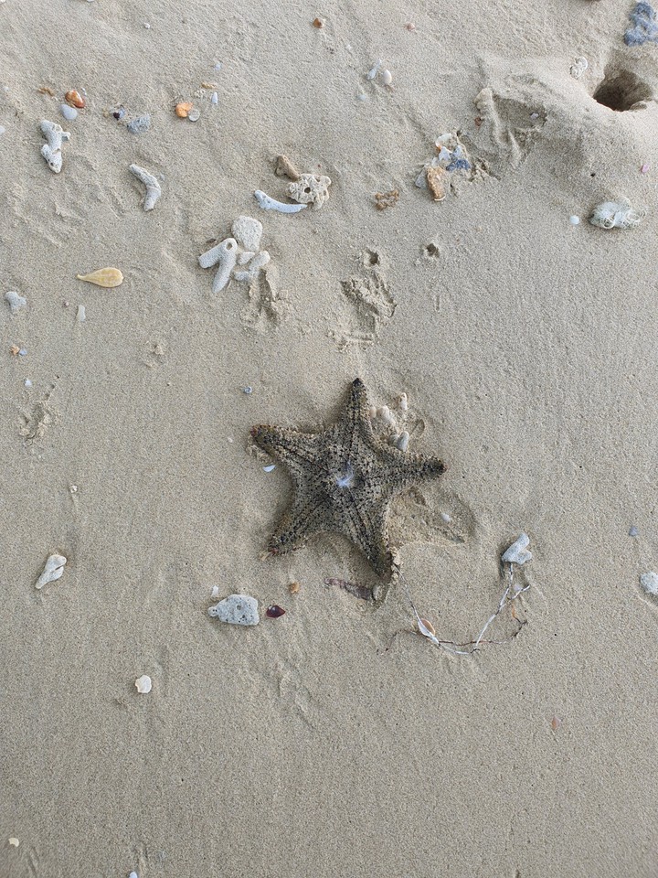 starfish