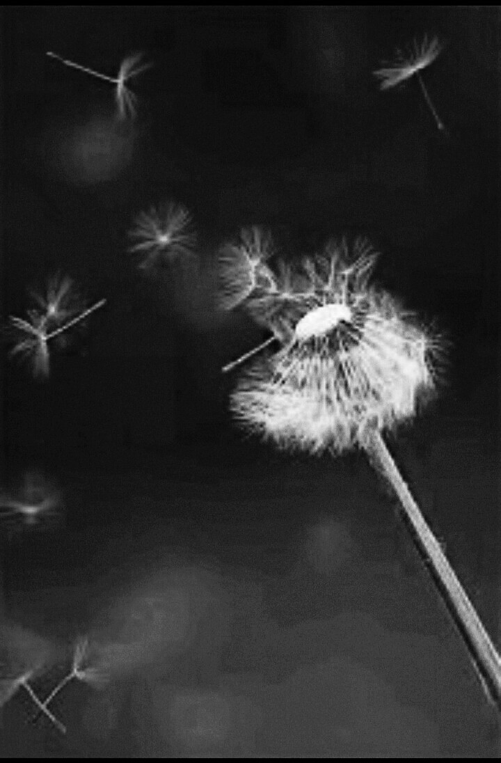 Dandelion