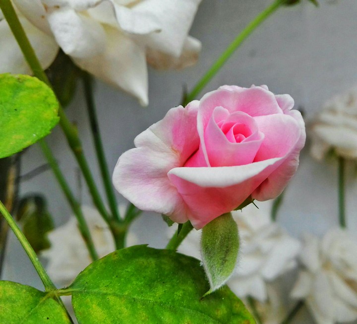 rose