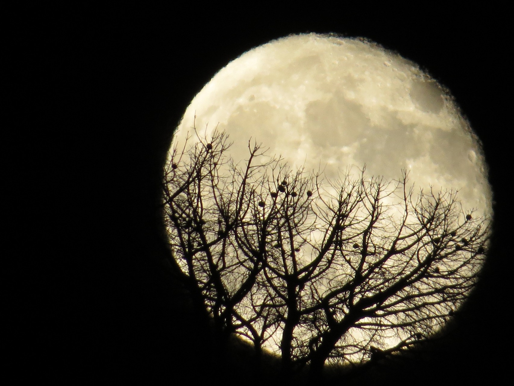 Dark Moon