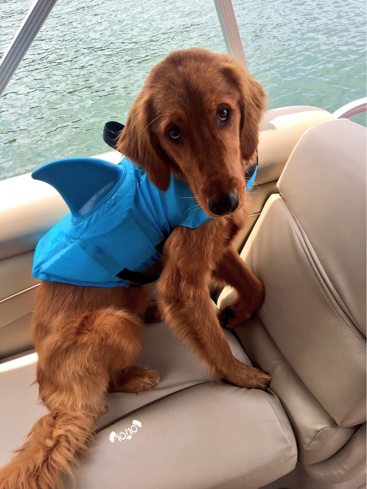 Shark Dog..