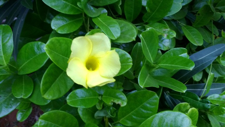 Shades of Yellow