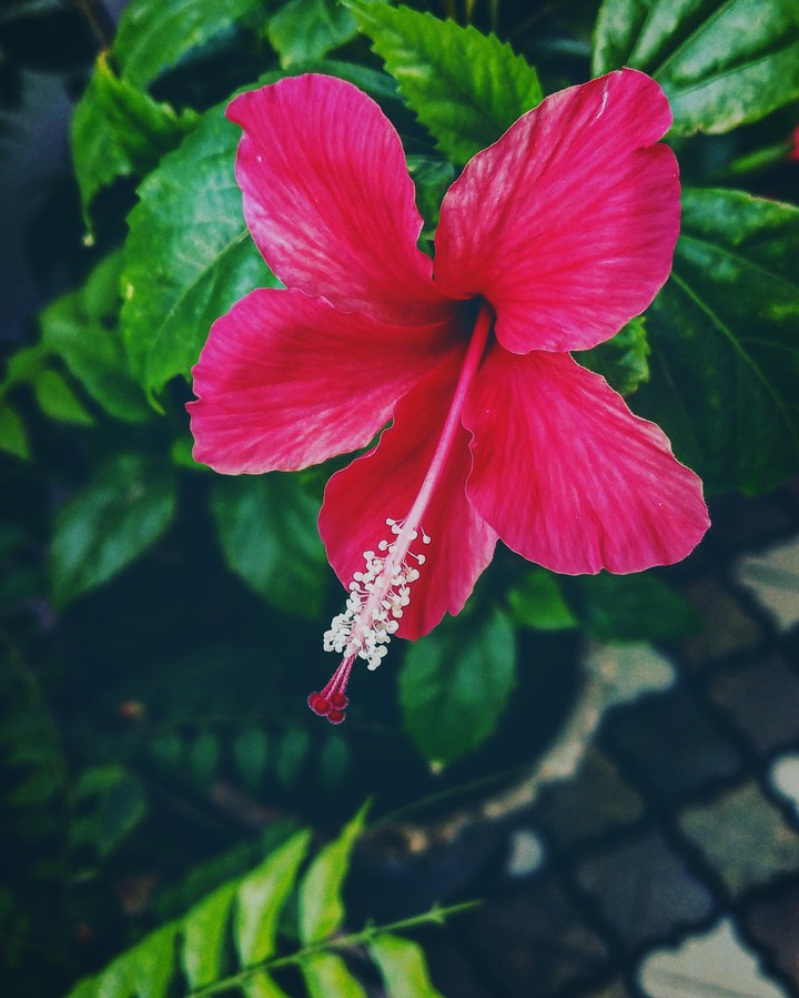 blossom