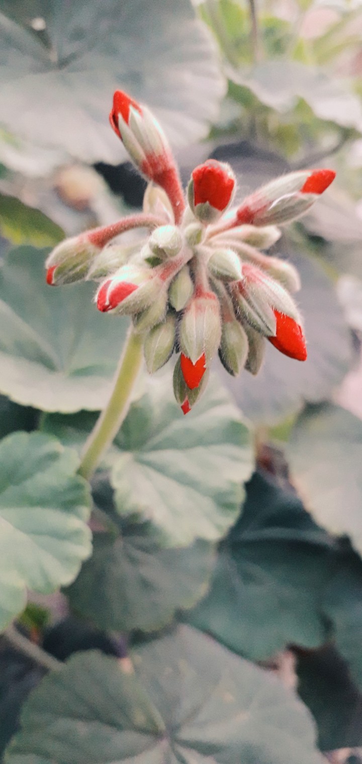 Florets!