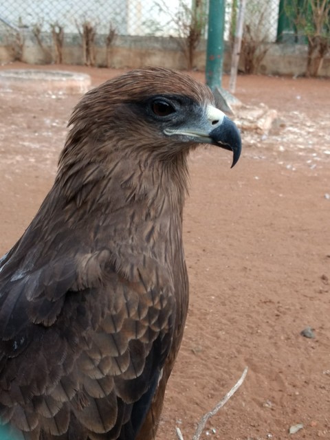 Eagle on fire