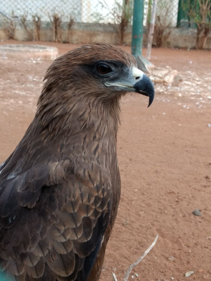 Eagle on fire
