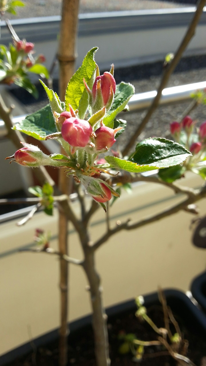 Apple tree