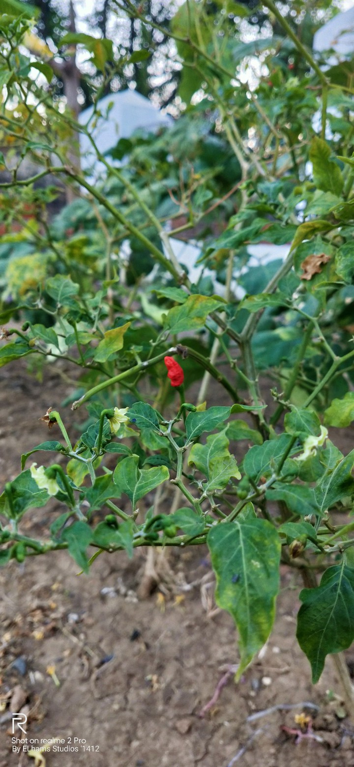 redhotchili