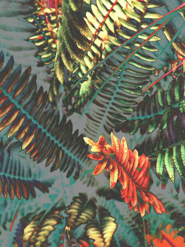 plant_s