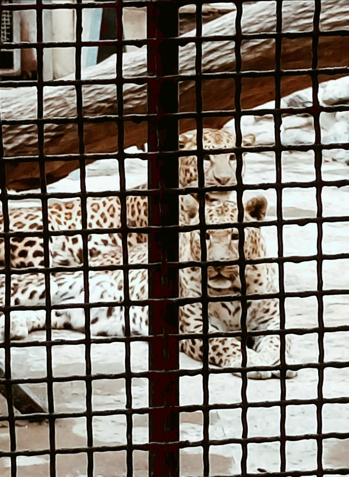 They Want To Be Free