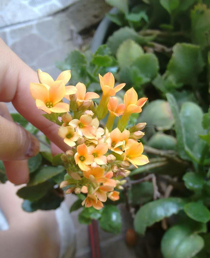 flower