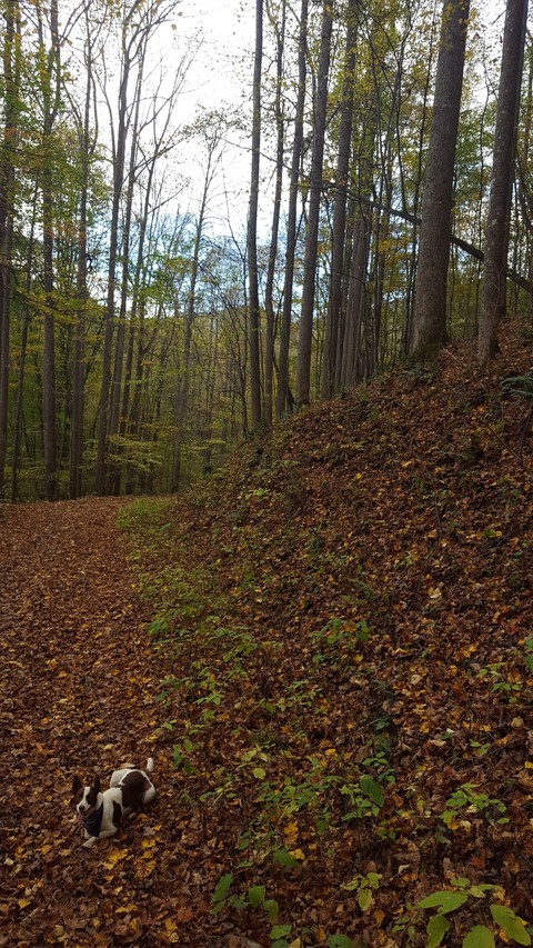 Fall Walk