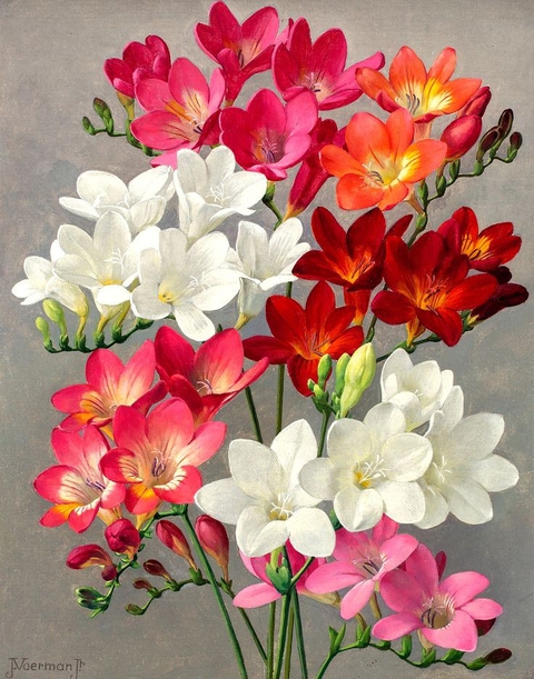 tapety flower, petal