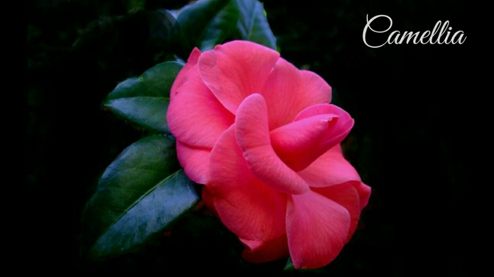 Camellia.