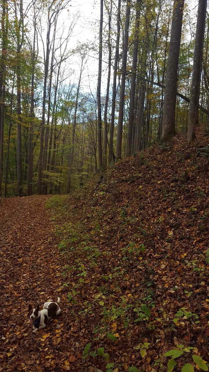 Fall Walk