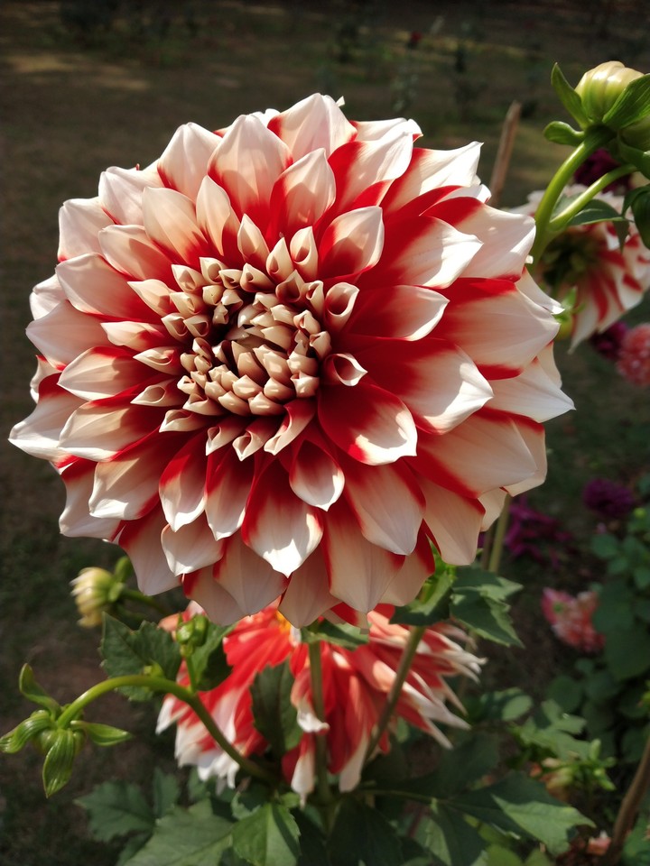 bloom!