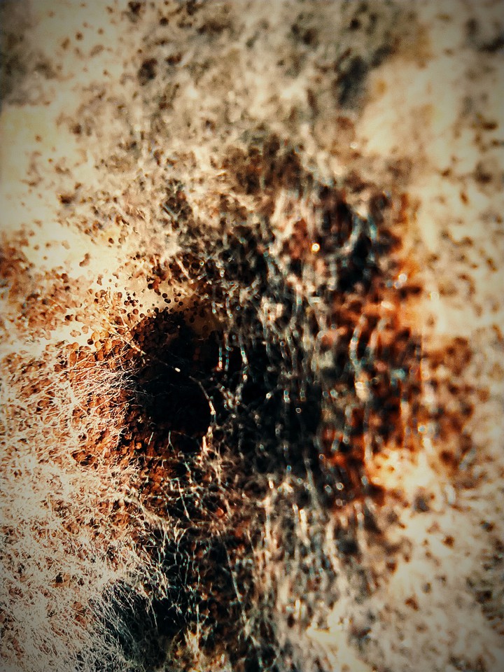 FUNGUS