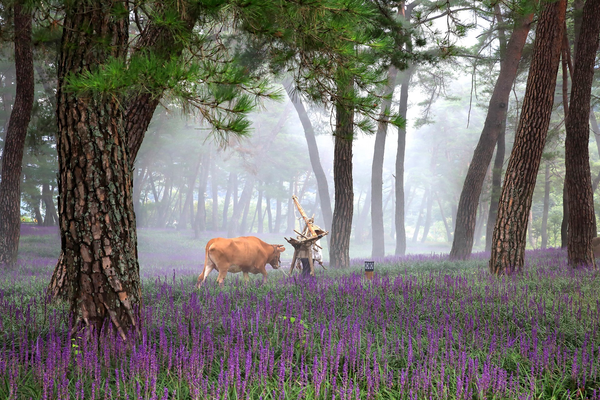 farmer and cow in the forest