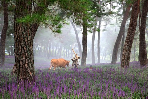 farmer and cow in the forest
